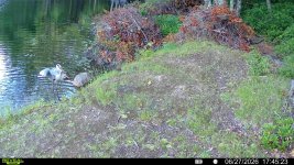 heron.jpg