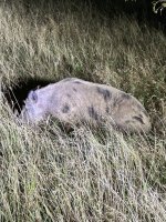 IMG_8081.jpeg