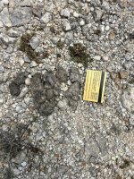IMG_8446.jpeg