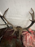 IMG_5986.jpeg