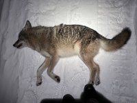 IMG_8127.jpeg