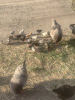 IMG_1974.jpeg