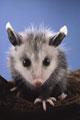 possumjo