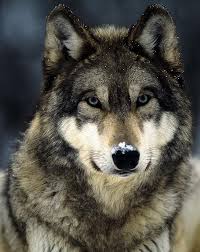 TheWolf57